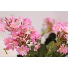 Dohánygyökér Lewisia cotyledon 'Mountain Dreams'