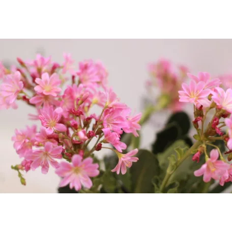Dohánygyökér Lewisia cotyledon 'Mountain Dreams'