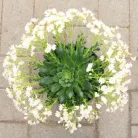 Dohánygyökér Lewisia cotyledon 'Mountain Dreams'