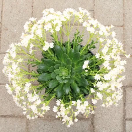 Dohánygyökér Lewisia cotyledon 'Mountain Dreams'