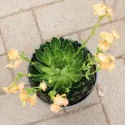 Dohánygyökér Lewisia cotyledon 'Mountain Dreams'