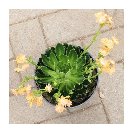 Dohánygyökér Lewisia cotyledon 'Mountain Dreams'