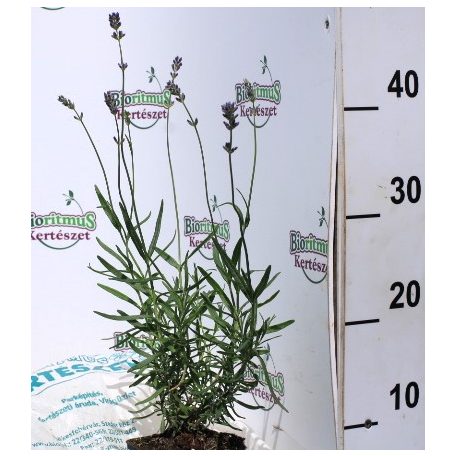 Keskenylevelű levendula Lavendula angustifolia