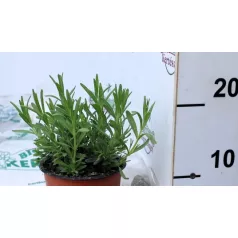 Levendula Lavendula angustifolia Essence Purple