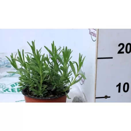 Levendula Lavendula angustifolia Essence Purple