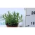 Levendula Lavendula angustifolia Essence Purple