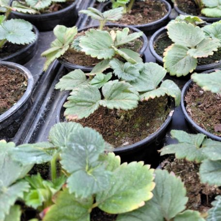 Lycia eper 7x7 cm-es cserépben