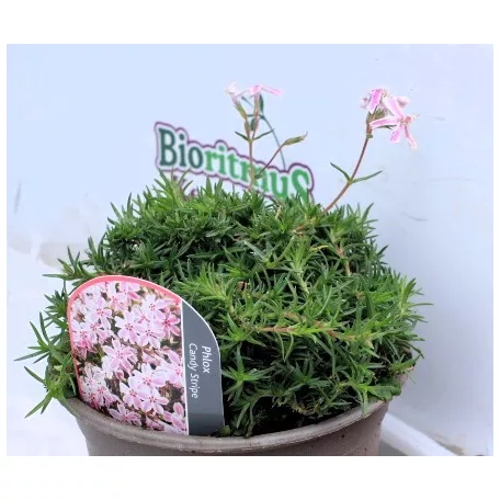 Bugás lángvirág Phlox candy stripe