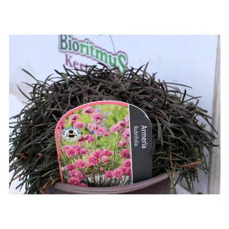 Vöröslevelű / bordó levelű tengerparti pázsitszegfű Armeria rubrifolia