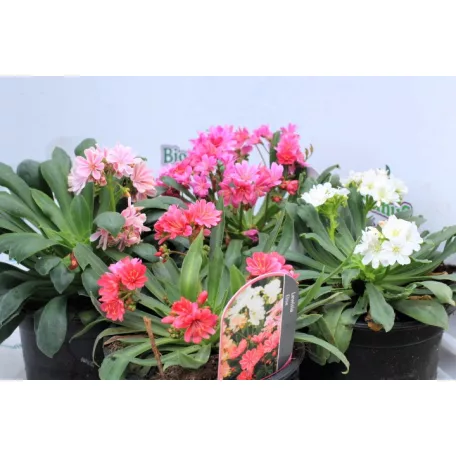 Dohánygyökér Lewisia cotyledon