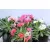 Dohánygyökér Lewisia cotyledon