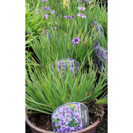 Keskenylevelű sásbokor Sisyrinchium E.K. Bells