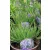 Keskenylevelű sásbokor Sisyrinchium E.K. Bells