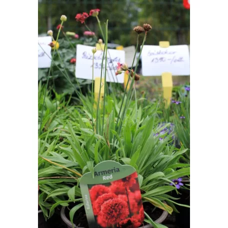 Széleslevelű pázsitszegfű Armeria red