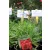 Széleslevelű pázsitszegfű Armeria red