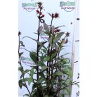 Lobélia Lobelia Bronz Scarlet