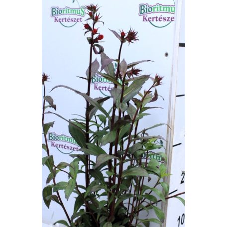 Lobélia Lobelia Bronz Scarlet