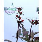 Lobélia Lobelia Bronz Scarlet