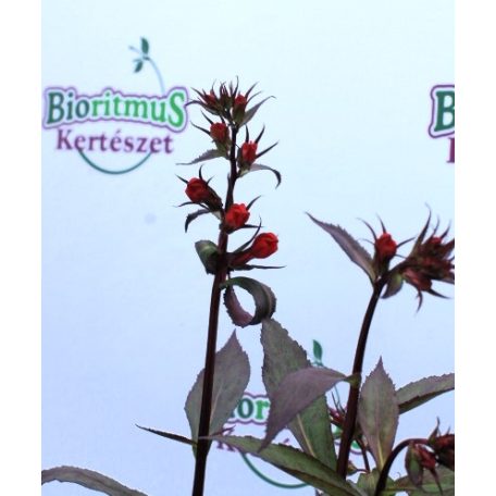 Lobélia Lobelia Bronz Scarlet