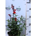 Lobélia Lobelia Scarlet