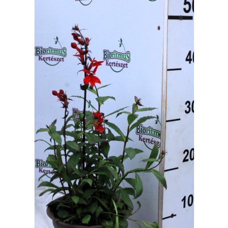 Lobélia Lobelia Scarlet