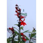 Lobélia Lobelia Scarlet