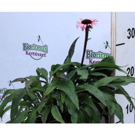 Kasvirág Echinacea