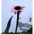 Kasvirág Echinacea