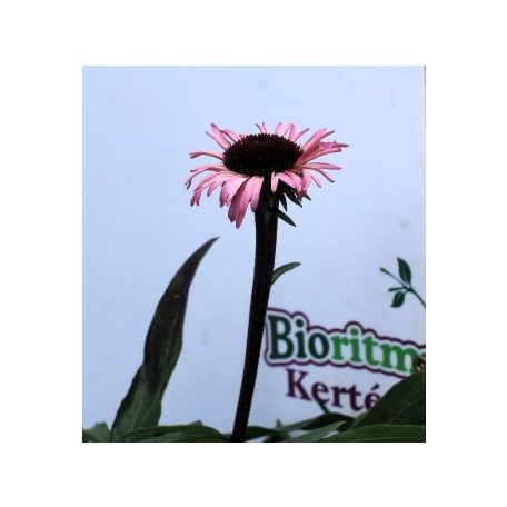 Kasvirág Echinacea