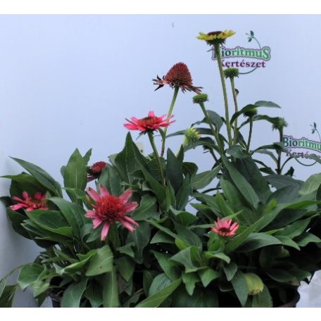 Kasvirág Echinacea