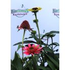 Kasvirág Echinacea