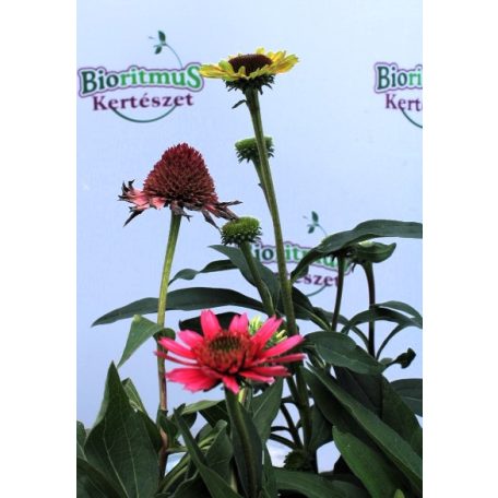 Kasvirág Echinacea