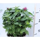 Vadmályva Monarda Pruple Red