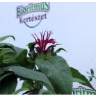 Vadmályva Monarda Pruple Red