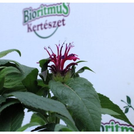 Vadmályva Monarda Pruple Red