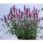 Izsópfű rózsaszín Agastache Pink