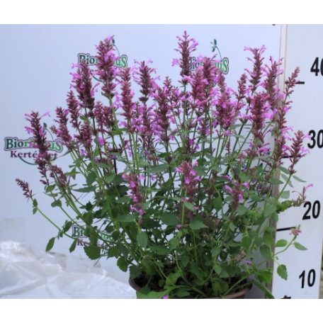 Izsópfű rózsaszín Agastache Pink