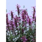 Izsópfű rózsaszín Agastache Pink