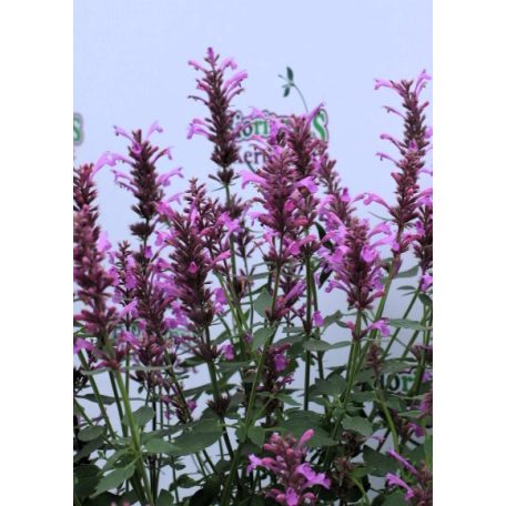 Izsópfű rózsaszín Agastache Pink