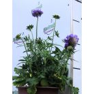 Galambszínű ördögszem Scabiosa Blue
