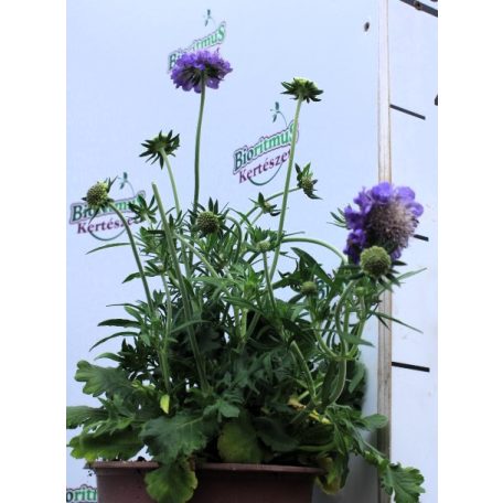 Galambszínű ördögszem Scabiosa Blue