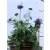 Galambszínű ördögszem Scabiosa Blue