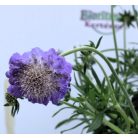 Galambszínű ördögszem Scabiosa Blue
