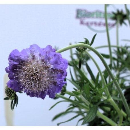 Galambszínű ördögszem Scabiosa Blue