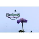 Galambszínű ördögszem Scabiosa Blue