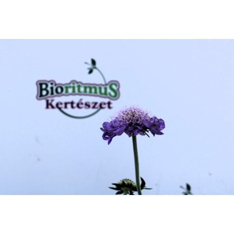 Galambszínű ördögszem Scabiosa Blue