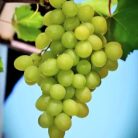 Bolgár Rezi R különleges csemegeszőlő fajta szabadgyökerű