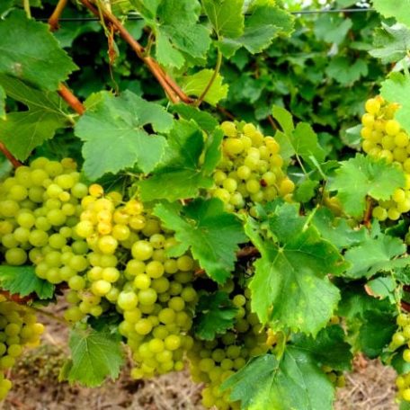 Cserszegi Fűszeres fehér borszőlő szabadgyökerű