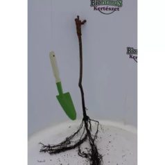 Cserszegi Fűszeres fehér borszőlő szabadgyökerű