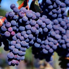 Merlot szőlőoltvány szabadgyökerű